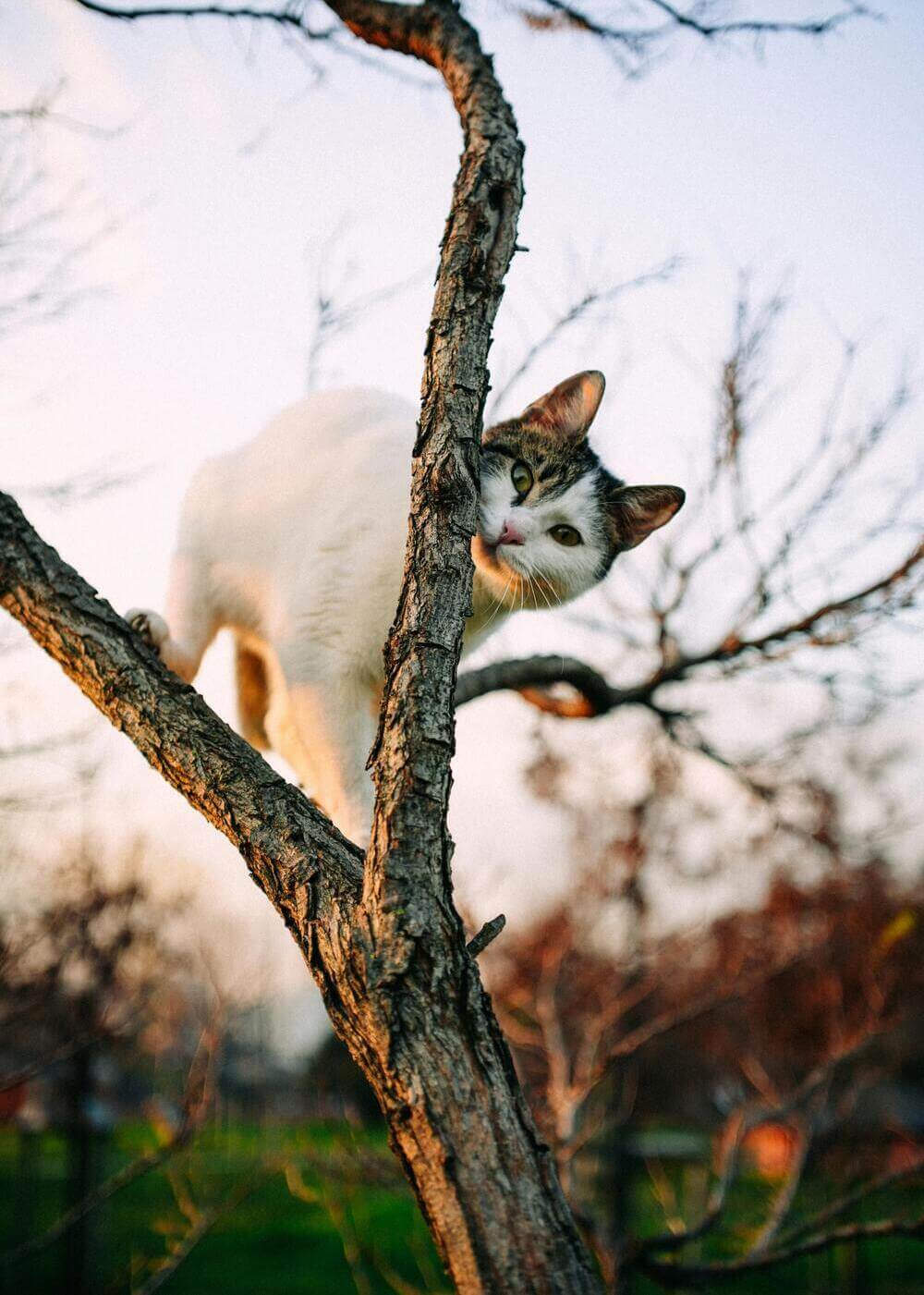 macka_osetrenie_vyliecena_stastna_veterinar_malacky