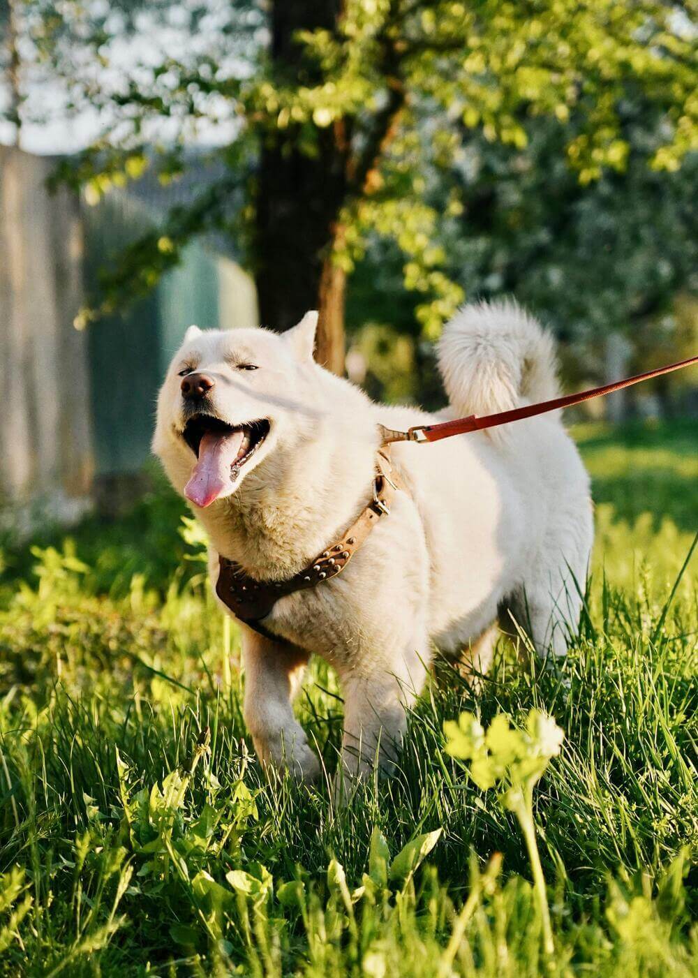 pes_osetrenie_vylieceny_stastny_veterinar_malacky