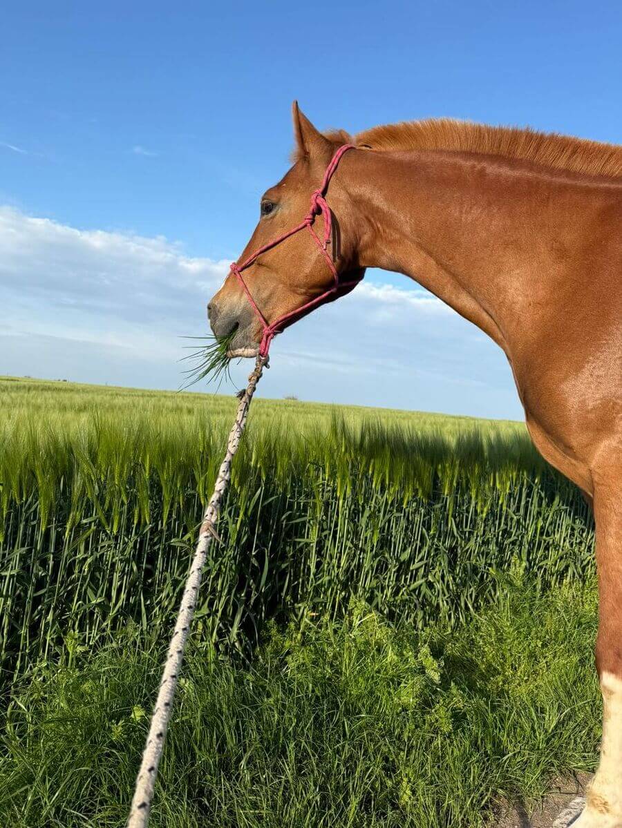 veterinar_gajary_malacky_kon_pole